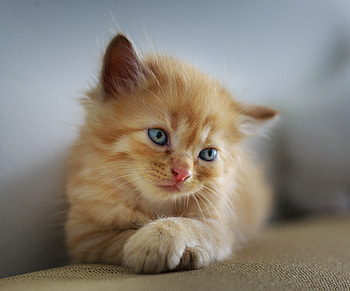 Cute, kitten, blue eyes, adorable HD wallpaper