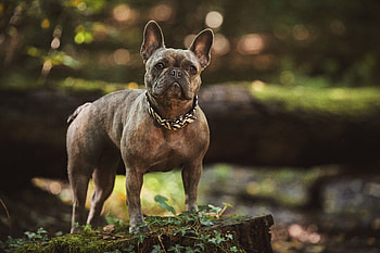 Animals, Dog, Sight, Opinion, Bulldog HD wallpaper