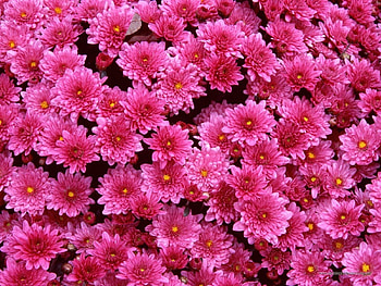 Plants, Flowers, Background, Chrysanthemum HD wallpaper
