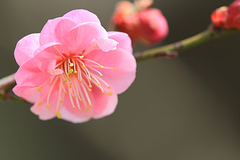 Flower, Macro, Bloom, Flowering, Branch, Spring HD wallpaper