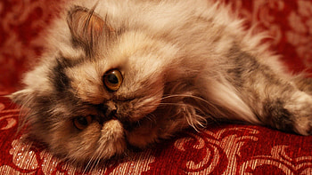 Animals, Cat, Fluffy, Muzzle, Sight, Opinion, Fright HD wallpaper
