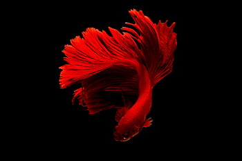 Stunning close-up of a red Betta fish with flowing fins on a black background. HD wallpaper
