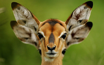 Animals, Nature, Summer, Ears, Roe Deer, Roe HD wallpaper