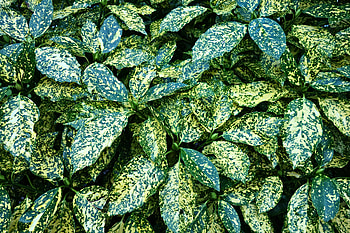 Nature, Leaves, Bush HD wallpaper