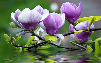 Purple Magnolia, spring, petals, blossoms, tree, branches HD wallpaper