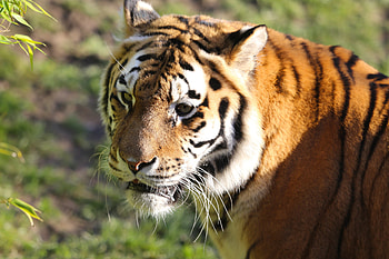 Animals, Predator, Big Cat, Sight, Opinion, Tiger, Animal HD wallpaper