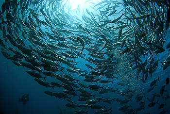 Jack Fish, jack, fish, school, ocean HD wallpaper