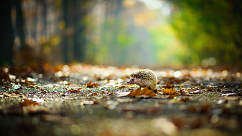 Walk in the rain, mist, hedgehog, nature, forest HD wallpaper