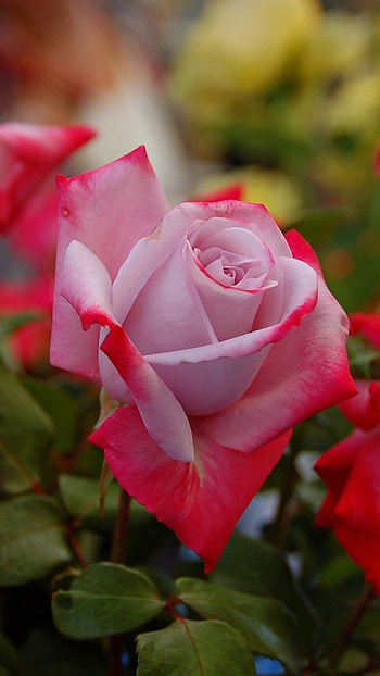 Beautiful Roses, flower, garden, spring, nature, rose HD phone wallpaper