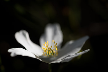 White, cosmos, pollen, flower, blur HD wallpaper