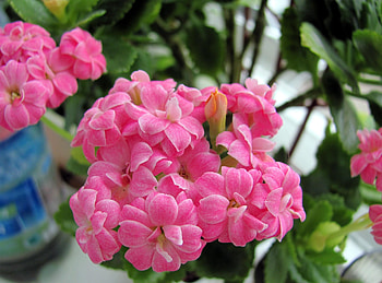Flowers, Close-Up, Bloom, Flowering, Greens, Room, Kalanchoe HD wallpaper
