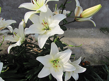 Flowers, Lilies, Bud, Greens, Flower Bed, Flowerbed, Snow White HD wallpaper