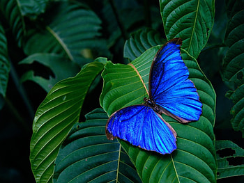 Butterflies, Insects HD wallpaper