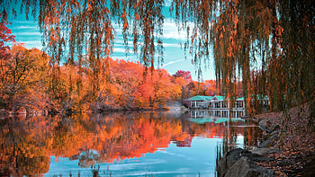 The Lake, Central Park HD wallpaper