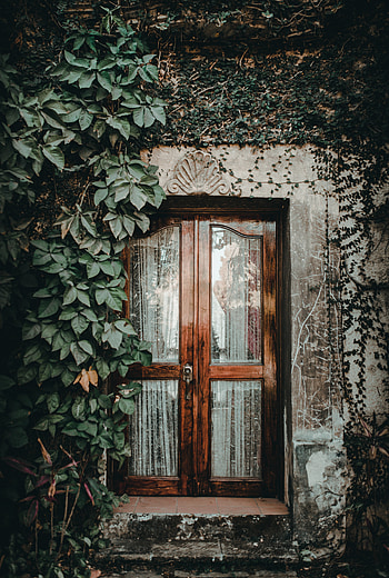 Vine, Miscellanea, Miscellaneous, Wood, Wooden, Glass, Door, Entrance, Ivy HD phone wallpaper