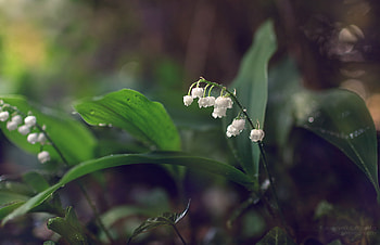 Lily of the Valley , High quality , Serene floral , Nature's delight HD wallpaper