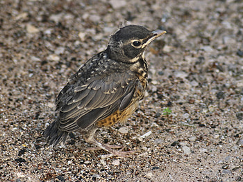Baby Robin Camouflage 2, animal, bird, graphy, cute, baby, red breast, avian, wildlife, robin HD wallpaper