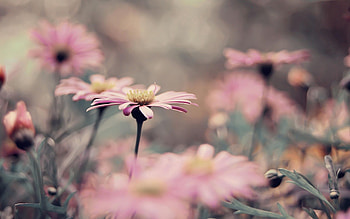 Flower, Plant, Macro, Petals, Bloom, Flowering HD wallpaper