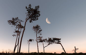 A lone surfer walks under a twilight sky with a half moon, framed by tall trees. HD wallpaper