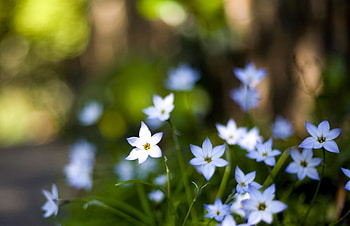 Flowers, Macro, Petals, Bud, Blur, Smooth HD wallpaper