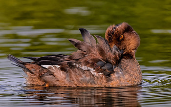 Animals, Water, Feather, Duck, Gogol HD wallpaper