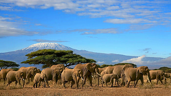 Kilimanjaro National Park, Elephants HD wallpaper