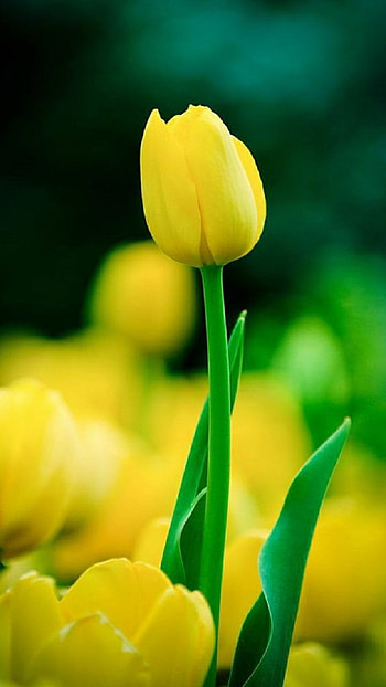 Tulips, spring HD phone wallpaper