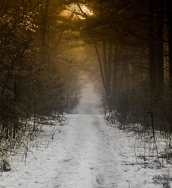 Nature, Snow, Forest, Fog, Path HD phone wallpaper
