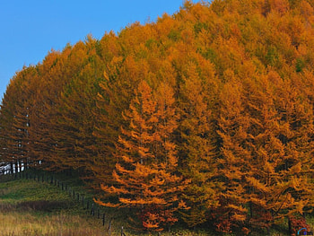 forest in Japan, forest, japan, tree HD wallpaper