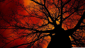 Under the Tree, red sky, sunsets, red, trees, sky, nature, orange HD wallpaper