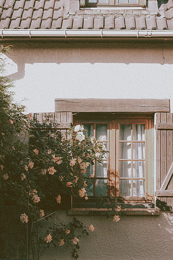 A serene rural cottage window framed by lush blooming flowers in a tranquil setting. HD phone wallpaper