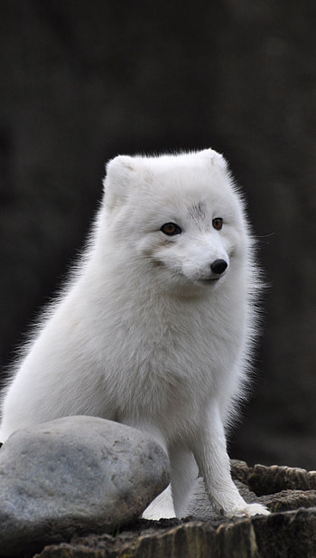 Arctic fox, Top , Arctic beauty, Frozen landscapes HD phone wallpaper