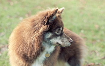Animals, Background, Dog, Sight, Opinion HD wallpaper