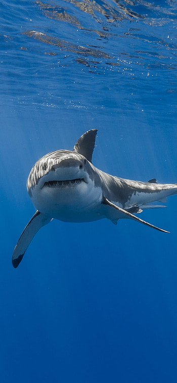 Shark, Top backgrounds HD phone wallpaper