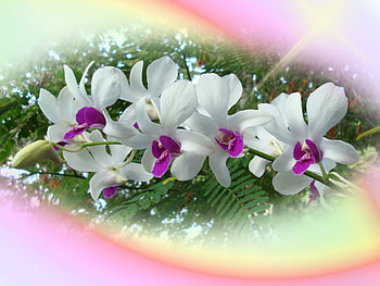 Pretty flowers, aster, flowers HD wallpaper