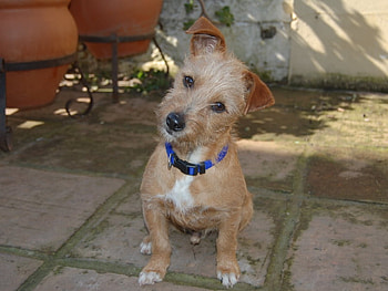 Loving you ;), sweet, dog, puppy, animals, dogs, tiny, little HD wallpaper