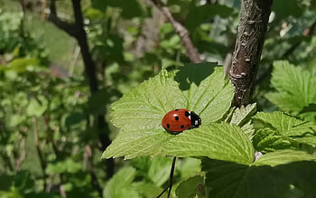 Ladybug on Leaf, Latvia, leaf, ladybug, macro HD wallpaper