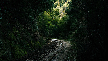Railroad, forest, green and dense HD wallpaper