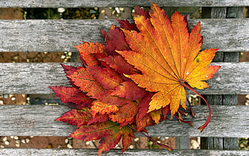 Autumn Leaf, autumn, leaf, nature, rust HD wallpaper