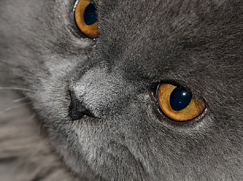 Relaxed, fur, grey, whiskers, amber, face, cat, feline HD wallpaper