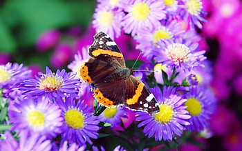 Butterfly w/Purple Daisies, purple, butterfly, nice, daisies HD wallpaper