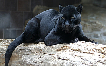 Animals, Puma HD wallpaper