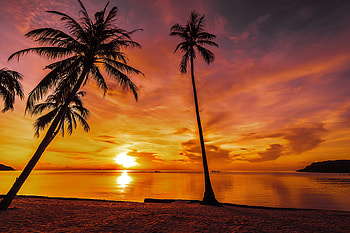Sunset time, palms, sea, exotic, tropical, coast, paradise, orange, fiery, beach, reflection, sands, sky, ocean, sunset HD wallpaper