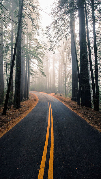 forest, man made, road HD phone wallpaper