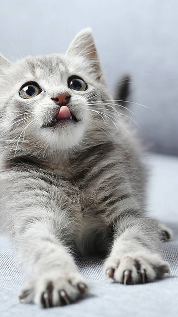 Cute Kitten, cute, kitten, Animal, cat, cute cat HD phone wallpaper