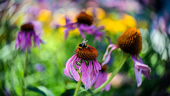 Bumblebee, animal, bee, insect HD wallpaper
