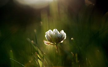 Grass, Plant, Macro, Blur, Smooth HD wallpaper