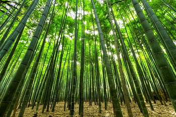 A tranquil view of a bamboo forest with sunlight filtering through the leaves, creating a serene atmosphere. HD wallpaper