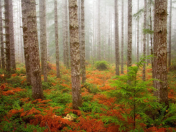 Tree, , Forest, Douglas Fir Trees, Fall, National Park, Olympic National Park, Washington HD wallpaper