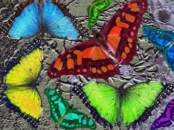 Colorful Butterflies, butterflies, abstract, animals HD wallpaper